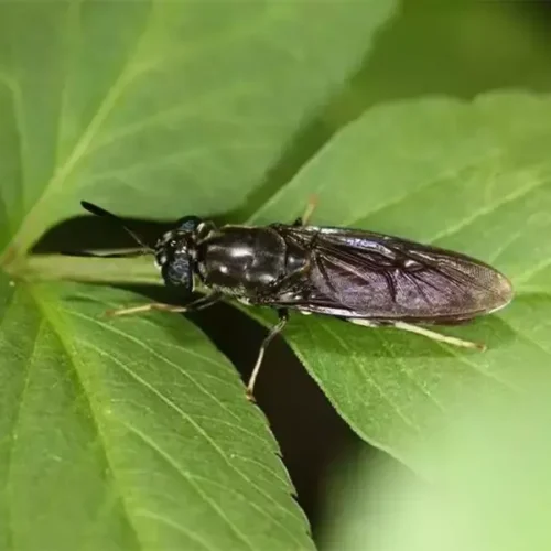 Adult Black Soldier Fly on Leaf – Natural Insect Protein Source for Animal Feed, made by PoWorms brand from ISEMIPET