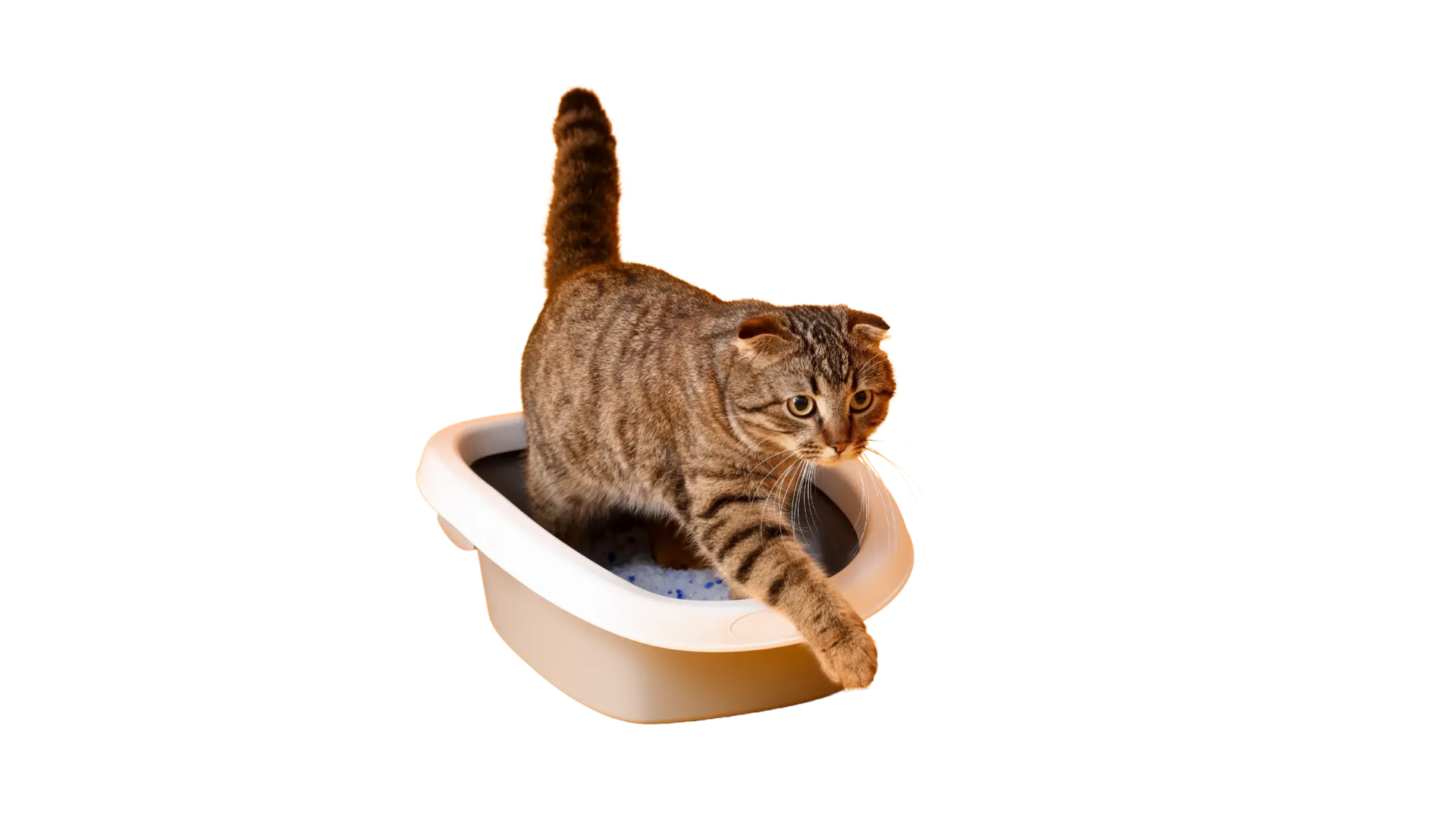 Cat on cat litter box which animal served by ISEMIPET