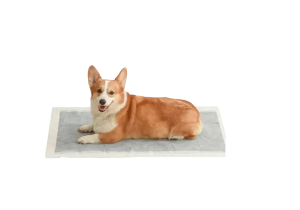 Dog on puppy training pads served by ISEMIPET