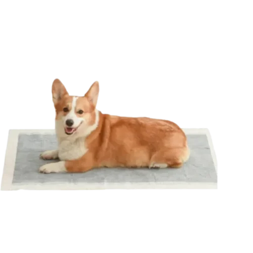 Dog on puppy training pads served by ISEMIPET