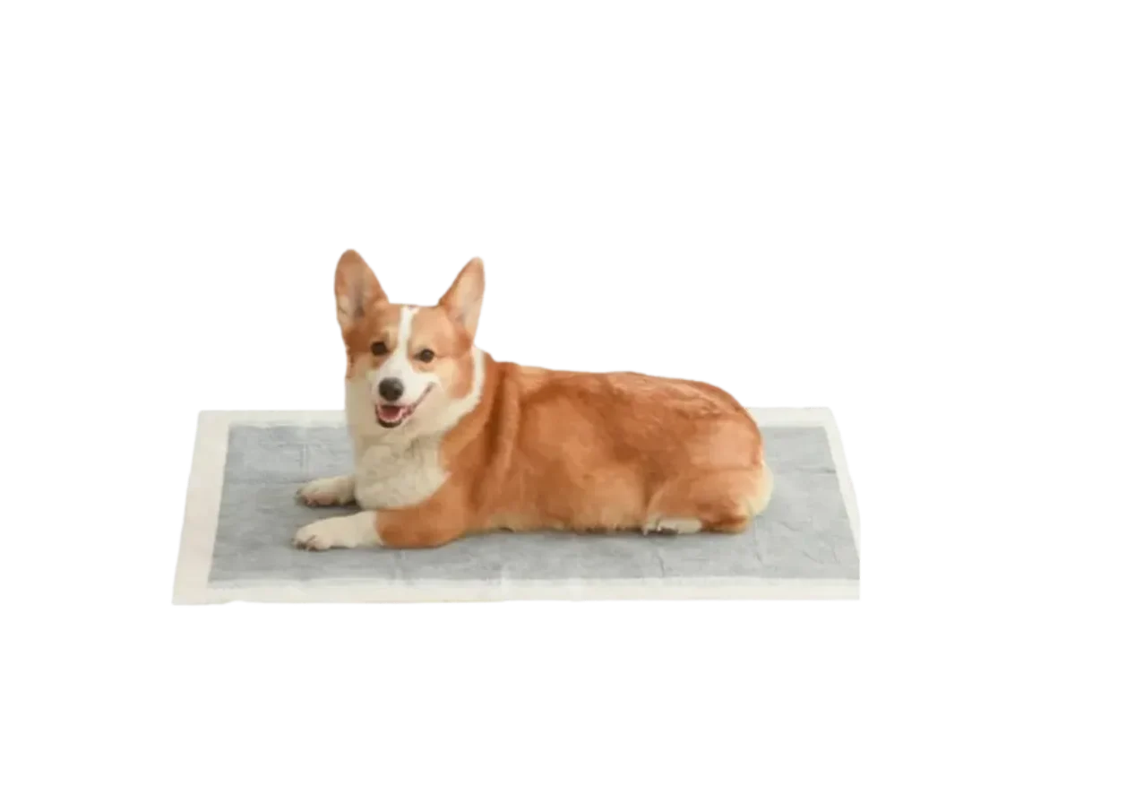 Dog on puppy training pads served by ISEMIPET