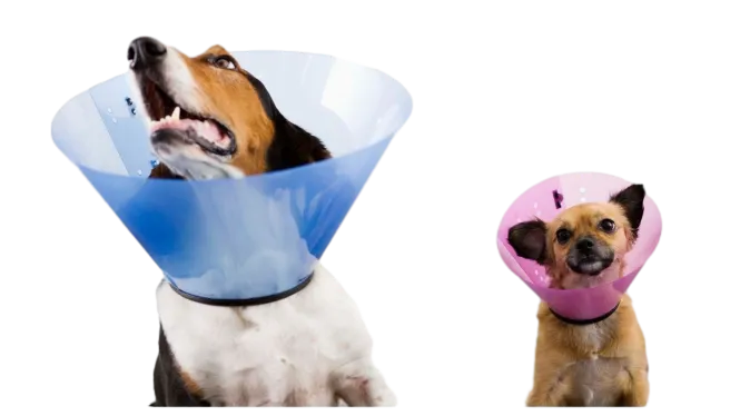 Elizabethan Collar Pet Clone by Isemipet 53