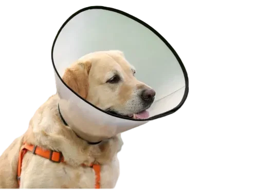 Elizabethan Collar Pet Clone by ISEMIPET 58