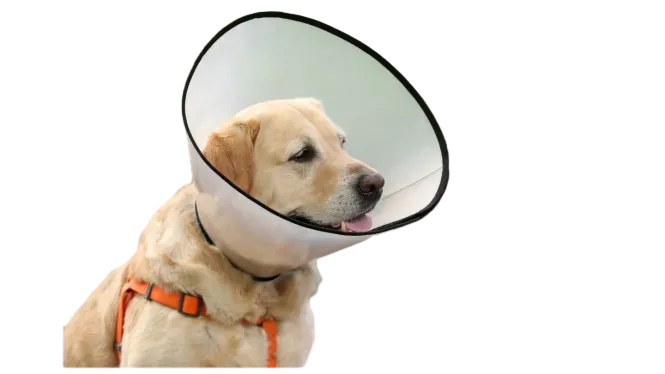 Elizabethan Collar Pet Clone by ISEMIPET 58
