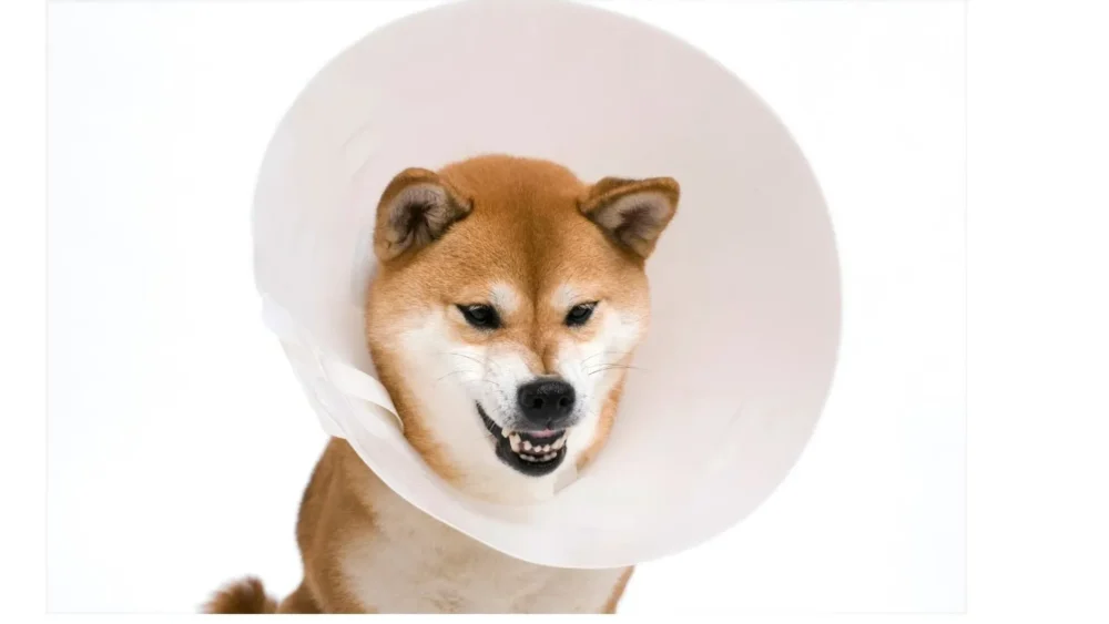 Elizabethan Collar Pet Clone by ISEMIPET 63 Elizabethan Collar Pet Clone by ISEMIPET 63