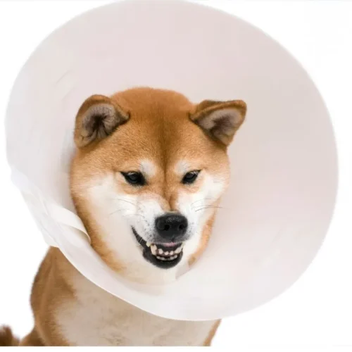 Elizabethan Collar Pet Clone by ISEMIPET 63 Elizabethan Collar Pet Clone by ISEMIPET 63