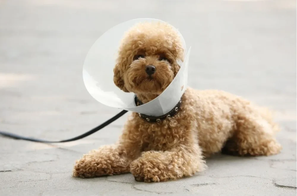 Elizabethan Collar Pet Clone by ISEMIPET 67