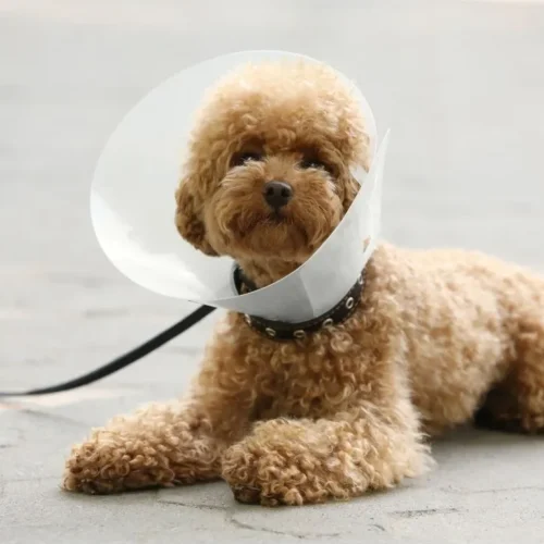 Elizabethan Collar Pet Clone by ISEMIPET 67