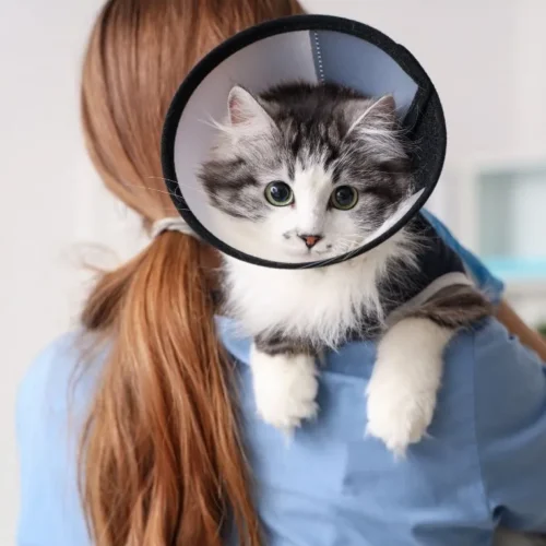 Elizabethan Collar Pet Clone by ISEMIPET 70