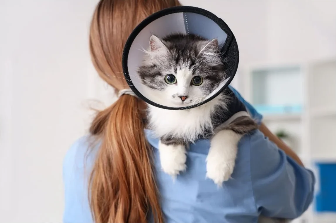 Elizabethan Collar Pet Clone by ISEMIPET 70