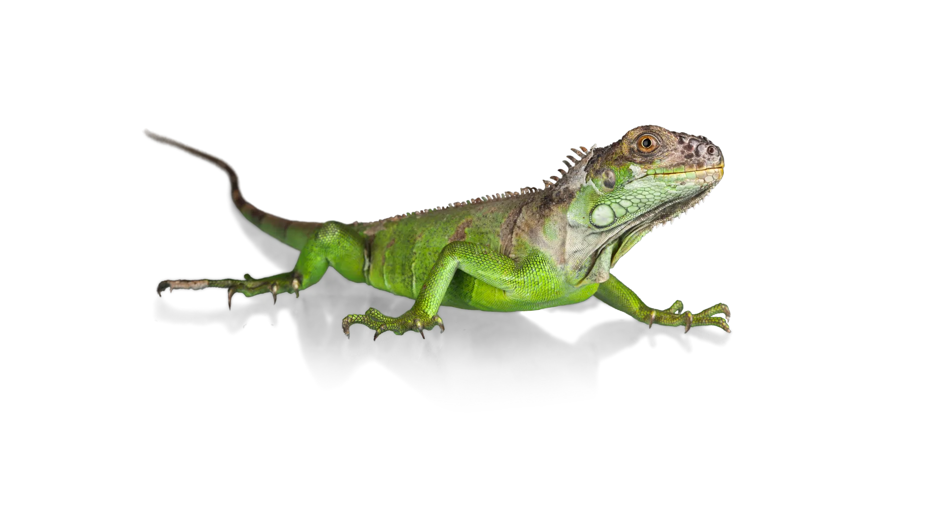 Lizards animals served by ISEMIPET