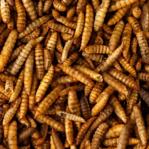 Close-Up of Microwave Dried Black Soldier Fly Larvae – Rich in Protein and Calcium, made by PoWorms brand from ISEMIPET