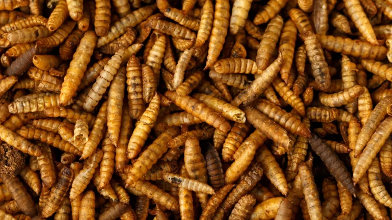 Close-Up of Microwave Dried Black Soldier Fly Larvae – Rich in Protein and Calcium, made by PoWorms brand from ISEMIPET