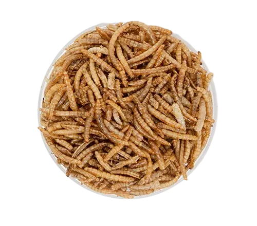 a plate of dried mealwrom from isemipet
