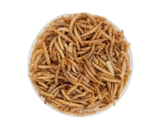 a plate of dried mealwrom from isemipet