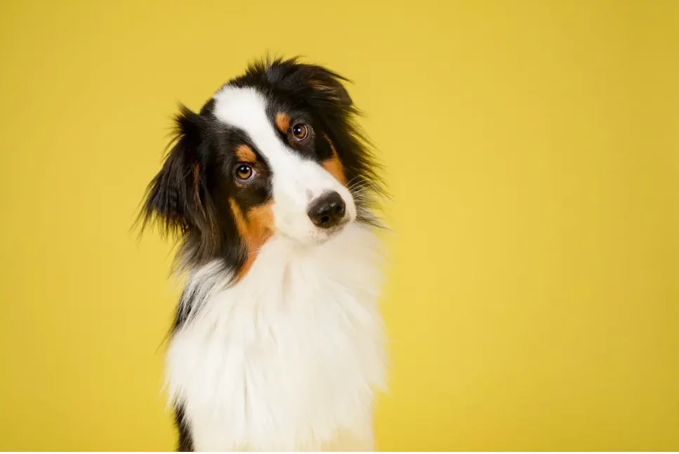 animals like dog and cat served by ISEMIPET (1)