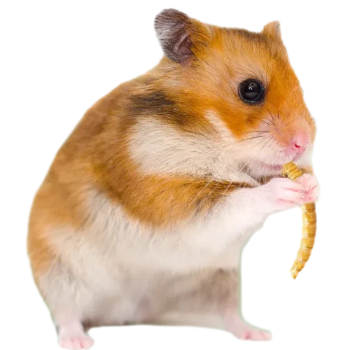 dried mealwrom from isemipet as hamster feed
