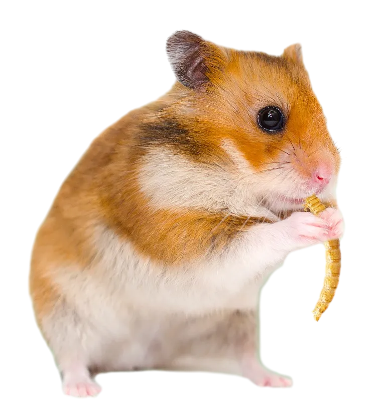 dried mealwrom from isemipet as hamster feed