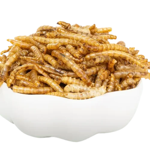 dried mealwrom in a bowl from isemipet