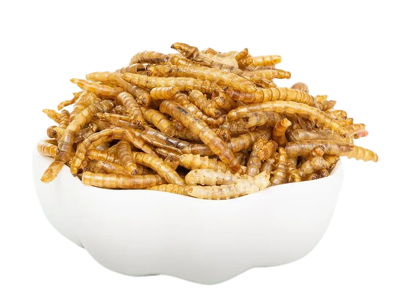 dried mealwrom in a bowl from isemipet