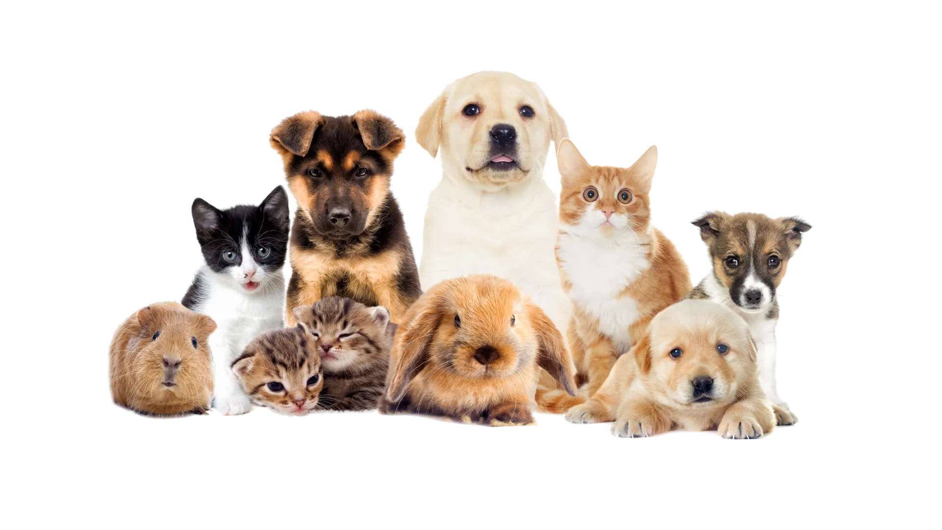 pets and animals served by ISEMIPET