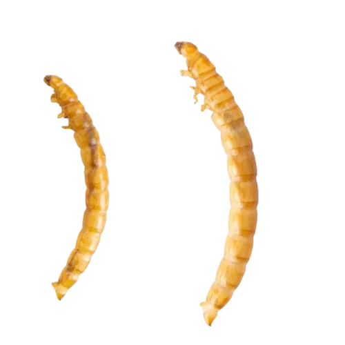 zoomed look for dried mealwrom from isemipet