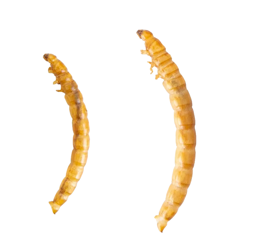 zoomed look for dried mealwrom from isemipet
